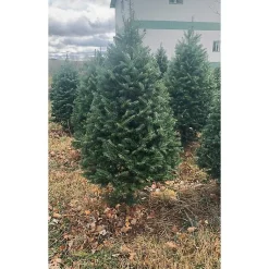 Discount 4 ft. Fresh Cut Balsam Fir Christmas Tree Christmas Trees