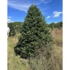 Outlet 7 ft. Fresh Cut Canadian Fraser Fir Christmas Tree Christmas Trees