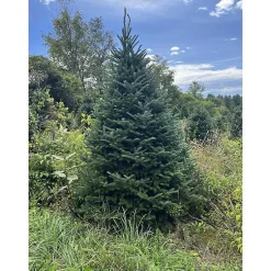 Best 5 ft. Fresh Cut Canadian Fraser Fir Christmas Tree Christmas Trees