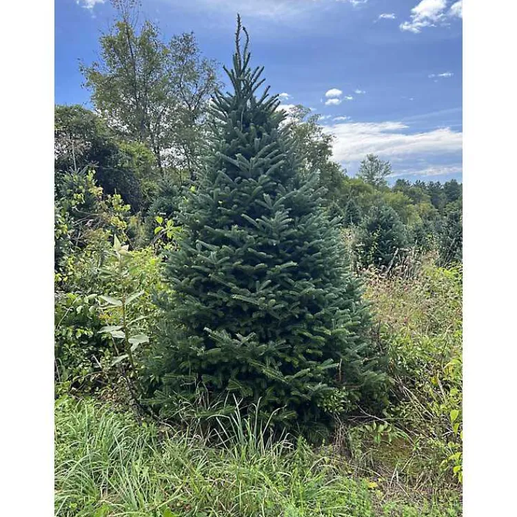 Best 5 ft. Fresh Cut Canadian Fraser Fir Christmas Tree Christmas Trees