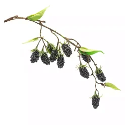 Best Blackberry Vine Sprays, Set of 6 Stems & Bouquets