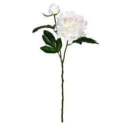 Online Cream Blooming Peony Stems, Set of 6 Stems & Bouquets