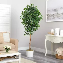 Best Ficus Tree with Moss in White Tin Planter Trees & Topiaries