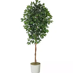 Best Ficus Tree with Moss in White Tin Planter Trees & Topiaries