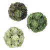 Green Echeveria Orbs, Set of 3 Bowl Filler