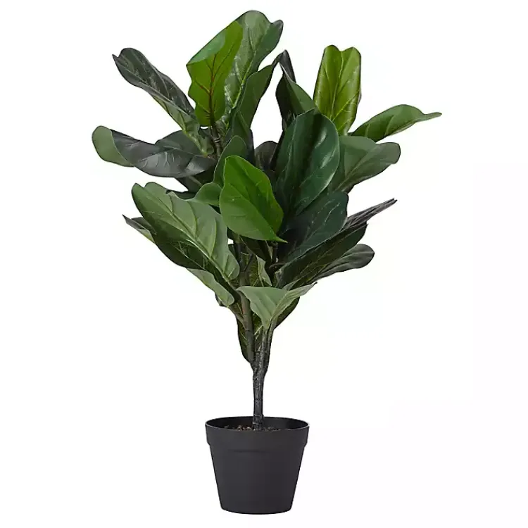 Best Mini Fiddle Leaf Fig Tree in Black Pot Trees & Topiaries