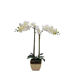 Best Orchid Arrangement in Gold Pot Arrangements & Greenery