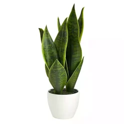 Sansevieria Arrangement in White Planter Arrangements & Greenery