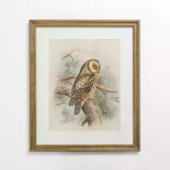 Kirklands Home Framed Art|Tengmalm Owl Framed Art Print
