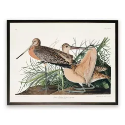 Kirklands Home Framed Art|Vintage Great Marbled Godwit Framed Art Print