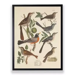 Kirklands Home Framed Art|Vintage Thrush Birds Framed Art Print