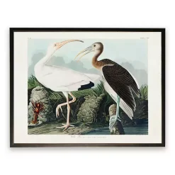 Kirklands Home Framed Art|Vintage White Ibis Pair Framed Art Print